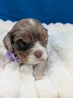 Bellini, a female Cavalier King Charles Spaniel for sale in Carrollton, KY – Photo 6 of 9