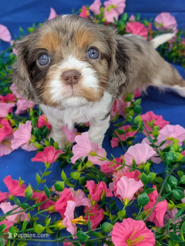 Bellini – Cavalier King Charles Spaniel puppy for sale in Carrollton, KY