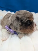 Bellini, a female Cavalier King Charles Spaniel for sale in Carrollton, KY – Photo 7 of 9