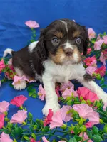 Whiskey, a male Cavalier King Charles Spaniel for sale in Carrollton, KY – Photo 3 of 10