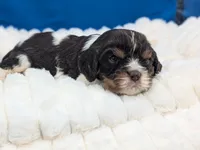 Whiskey, a male Cavalier King Charles Spaniel for sale in Carrollton, KY – Photo 7 of 8