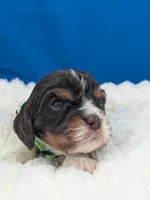 Whiskey, a male Cavalier King Charles Spaniel for sale in Carrollton, KY – Photo 4 of 8