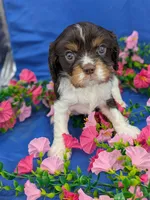 Whiskey, a male Cavalier King Charles Spaniel for sale in Carrollton, KY – Photo 5 of 10