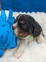 Whiskey, a male Cavalier King Charles Spaniel for sale in Carrollton, KY – Photo 5 of 8