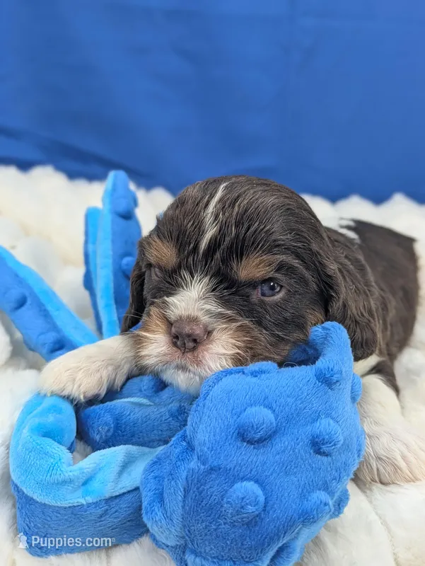 Whiskey – Cavalier King Charles Spaniel puppy for sale in Carrollton, KY