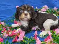 Whiskey, a male Cavalier King Charles Spaniel for sale in Carrollton, KY – Photo 10 of 10