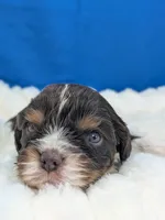 Whiskey, a male Cavalier King Charles Spaniel for sale in Carrollton, KY – Photo 3 of 8