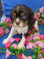 Whiskey, a male Cavalier King Charles Spaniel for sale in Carrollton, KY – Photo 6 of 10