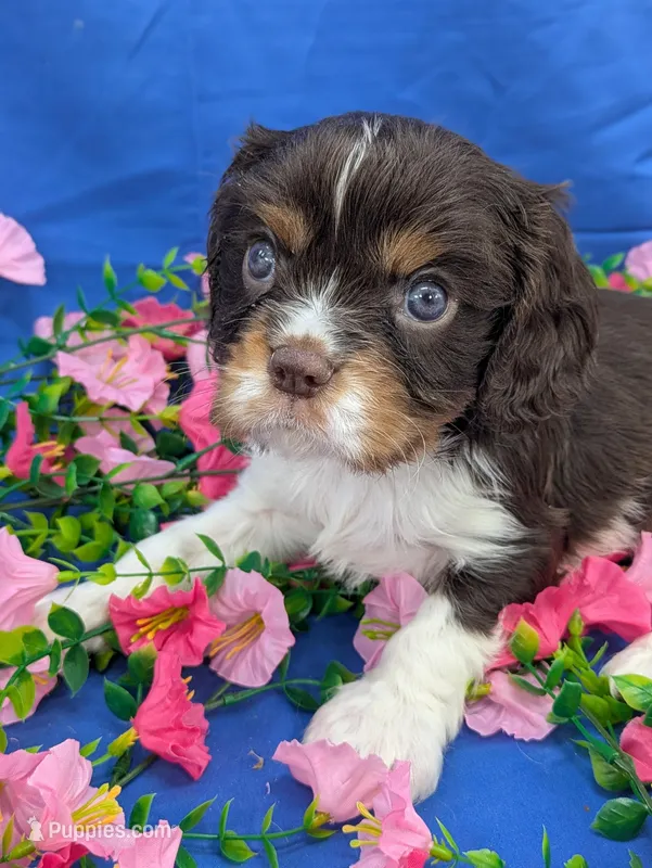 Whiskey – Cavalier King Charles Spaniel puppy for sale in Carrollton, KY