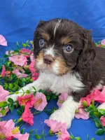 Whiskey, a male Cavalier King Charles Spaniel for sale in Carrollton, KY – Photo 1 of 10