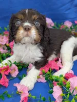 Whiskey, a male Cavalier King Charles Spaniel for sale in Carrollton, KY – Photo 8 of 10