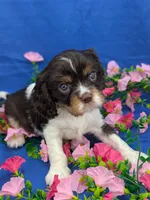 Whiskey, a male Cavalier King Charles Spaniel for sale in Carrollton, KY – Photo 2 of 10