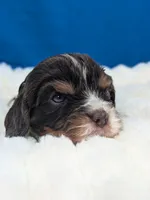 Whiskey, a male Cavalier King Charles Spaniel for sale in Carrollton, KY – Photo 2 of 8