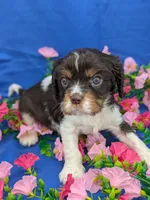 Whiskey, a male Cavalier King Charles Spaniel for sale in Carrollton, KY – Photo 4 of 10