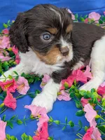 Whiskey, a male Cavalier King Charles Spaniel for sale in Carrollton, KY – Photo 9 of 10