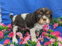 Whiskey, a male Cavalier King Charles Spaniel for sale in Carrollton, KY – Photo 7 of 10
