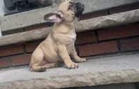 Luna , a female French Bulldog and Pug for sale in Salisbury, NC – 3 of 4