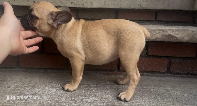 Luna  – French Bulldog, Pug puppy for sale in Salisbury, NC