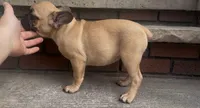 Luna , a female French Bulldog and Pug for sale in Salisbury, NC – 1 of 4