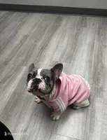 Luna , a female French Bulldog and Pug for sale in Salisbury, NC – 5 of 6