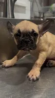 Luna , a female French Bulldog and Pug for sale in Salisbury, NC – 4 of 4