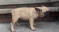 Luna , a female French Bulldog and Pug for sale in Salisbury, NC – 2 of 4