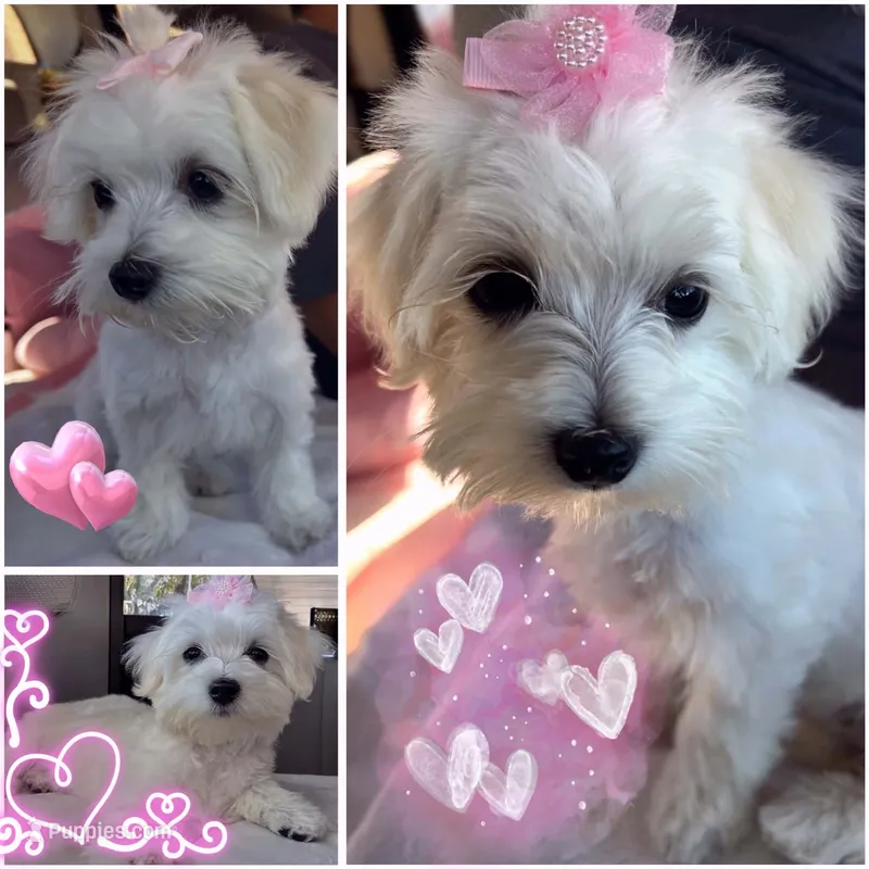 Lexy – Maltese puppy for sale in Durango, CO