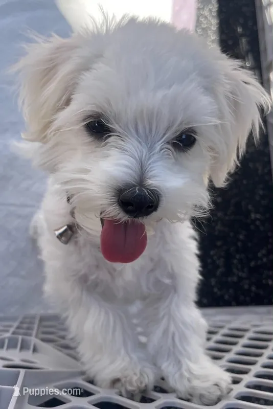 Zara – Maltese puppy for sale in Durango, CO