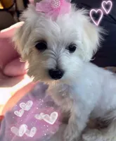 Lexy, a female Maltese for sale in Durango, CO – 3 of 3