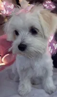Lexy, a female Maltese for sale in Durango, CO – 2 of 3