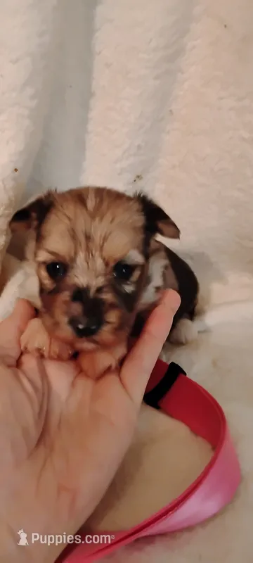 Sadie  – Miniature Schnauzer, Yorkshire Terrier puppy for sale in Round Mountain, TX
