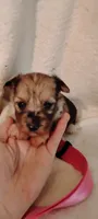 Sadie , a female Miniature Schnauzer and Yorkshire Terrier for sale in Round Mountain, TX – 1 of 3