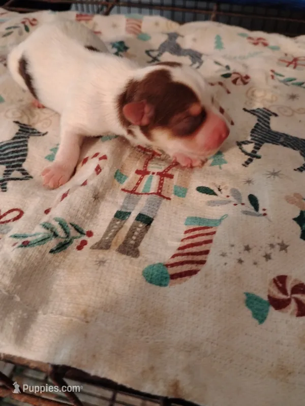 Polkadot  – Yorkshire Terrier puppy for sale in Round Mountain, TX