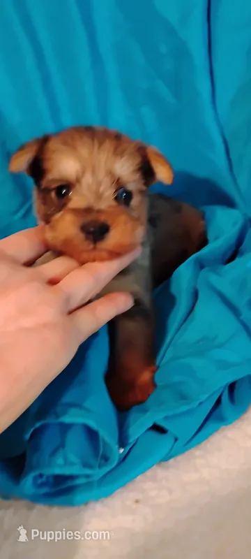 Diamond  – Miniature Schnauzer, Yorkshire Terrier puppy for sale in Round Mountain, TX