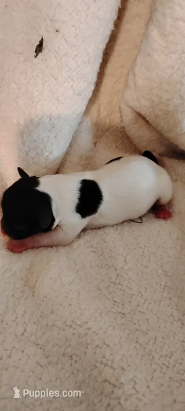 Ebony – Miniature Schnauzer, Yorkshire Terrier puppy for sale in Round Mountain, TX