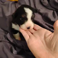 Louis, a female Australian Shepherd for sale in Round Mountain, TX – 2 of 2