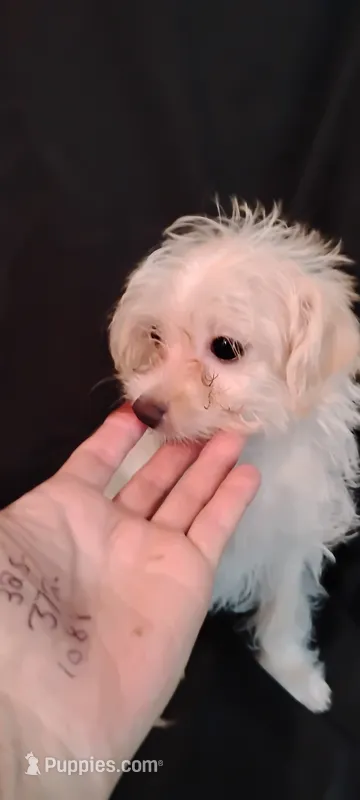 Sweet pea 🫛 – Yorkipoo, Poodle - Miniature  puppy for sale in Round Mountain, TX
