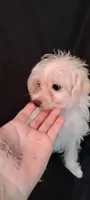 Sweet pea 🫛, a female Yorkipoo and Poodle - Miniature  for sale in Round Mountain, TX – 1 of 5