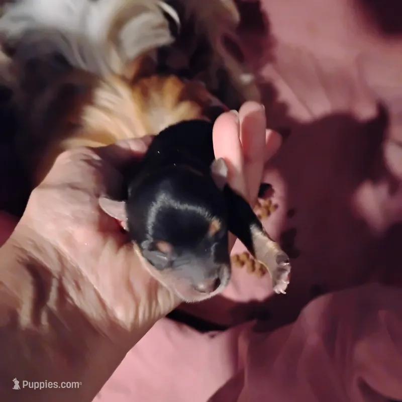 Sadie  – Yorkshire Terrier puppy for sale in Round Mountain, TX