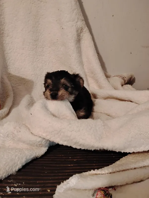 Mare – Yorkshire Terrier, Poodle - Miniature  puppy for sale in Round Mountain, TX