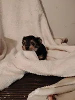 Mare, a female Yorkshire Terrier and Poodle - Miniature  for sale in Round Mountain, TX – Photo 1 of 4