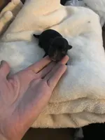 Mare, a female Yorkshire Terrier and Poodle - Miniature  for sale in Round Mountain, TX – Photo 4 of 4