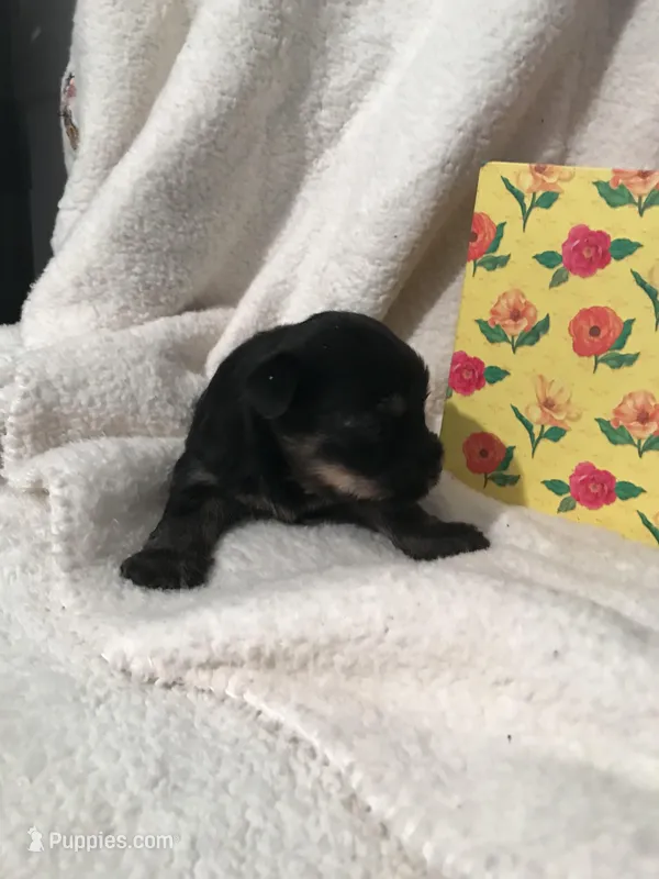 Mare – Yorkshire Terrier, Poodle - Miniature  puppy for sale in Round Mountain, TX