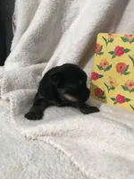 Mare, a female Yorkshire Terrier and Poodle - Miniature  for sale in Round Mountain, TX – Photo 3 of 4