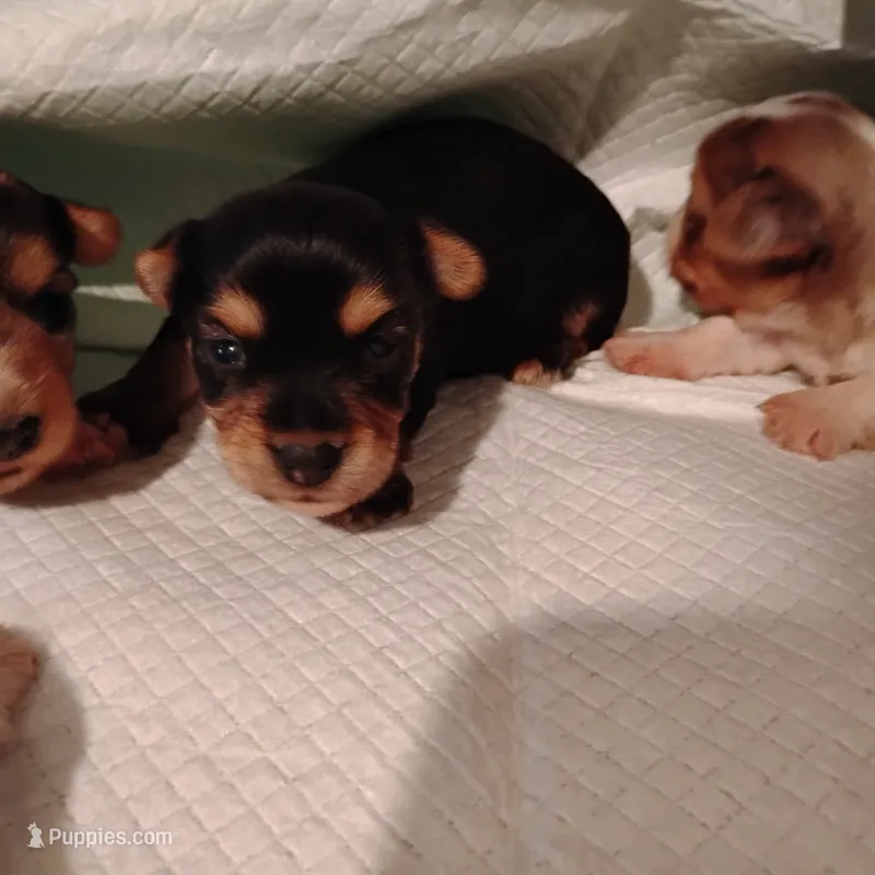 Sadie  – Yorkshire Terrier puppy for sale in Round Mountain, TX