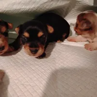 Sadie , a male Yorkshire Terrier for sale in Round Mountain, TX – 1 of 3