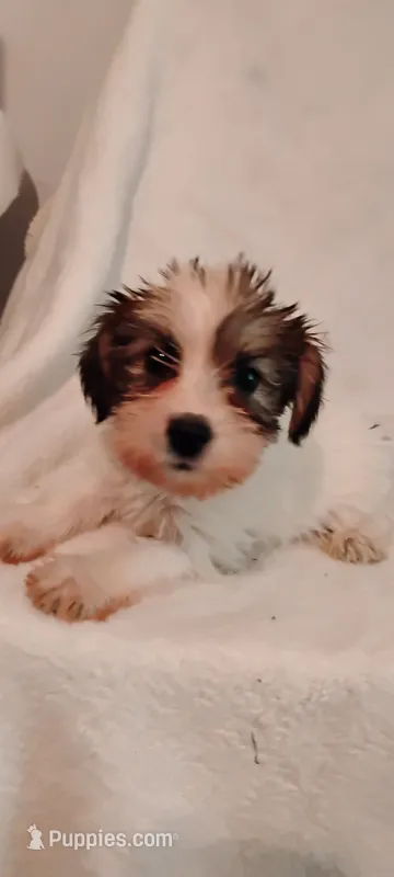 Dottie  – Miniature Schnauzer, Yorkshire Terrier puppy for sale in Round Mountain, TX