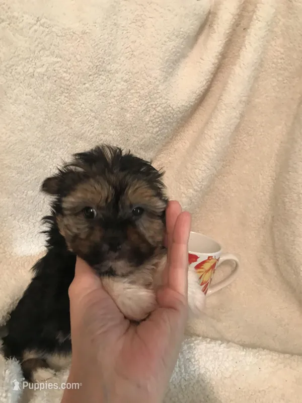 Ebony – Yorkshire Terrier, Poodle - Toy  puppy for sale in Round Mountain, TX