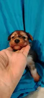 Salamander, a male Miniature Schnauzer and Yorkshire Terrier for sale in Round Mountain, TX – 1 of 2