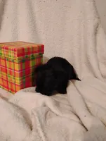 Stallion , a male Yorkshire Terrier and Poodle - Miniature  for sale in Round Mountain, TX – Photo 3 of 6